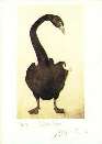 Julian Williams: Black Swan