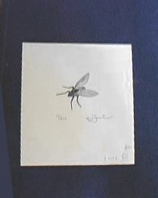 Fly I