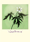 Julian Williams: Wood Anemone