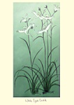 Julian Williams: White Egret Orchids