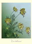 Julian Williams: Dandelions