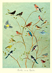 Anna Shuttlewood: Birds in a Bush