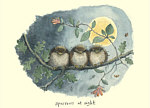 Fran Evans: Sparows at Night