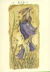 Fran Evans: Harebells