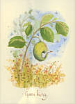 Gooseberry