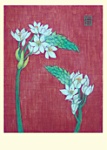 Yuko Hirose: Ornithogalum