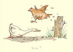 Duck