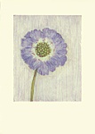 Melanie Epps: Single Scabious