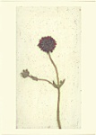 Red Scabious