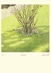 Crocuses-March