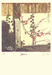 Japonica