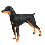 Doberman