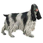 Cocker Spaniel