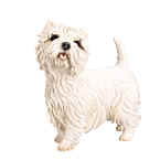 West Highland Terrier