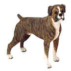 Boxer - Brindle