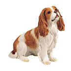 Cavalier King Charles