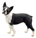 Boston Terrier