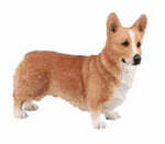 Welsh Corgi 