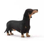 Dachshund - Black