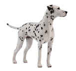 Dalmatian