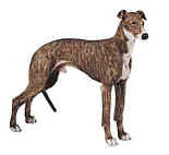 Greyhound