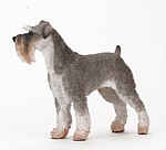 Schnauzer  