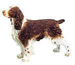 Springer Spaniel