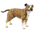 Staffordshire Bull Terrier