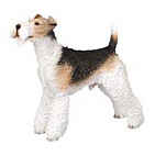 Fox Terrier