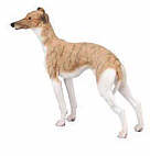 Whippet