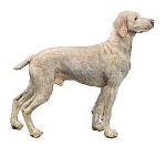 Weimaraner