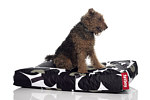 Doggie marimekko