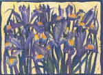 Iris Reticulata