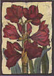 Amaryllis