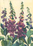 Foxgloves