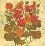 Nasturtiums