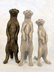Freeman Meerkat