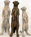 Hardy Meerkat