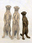 Willis Meerkat